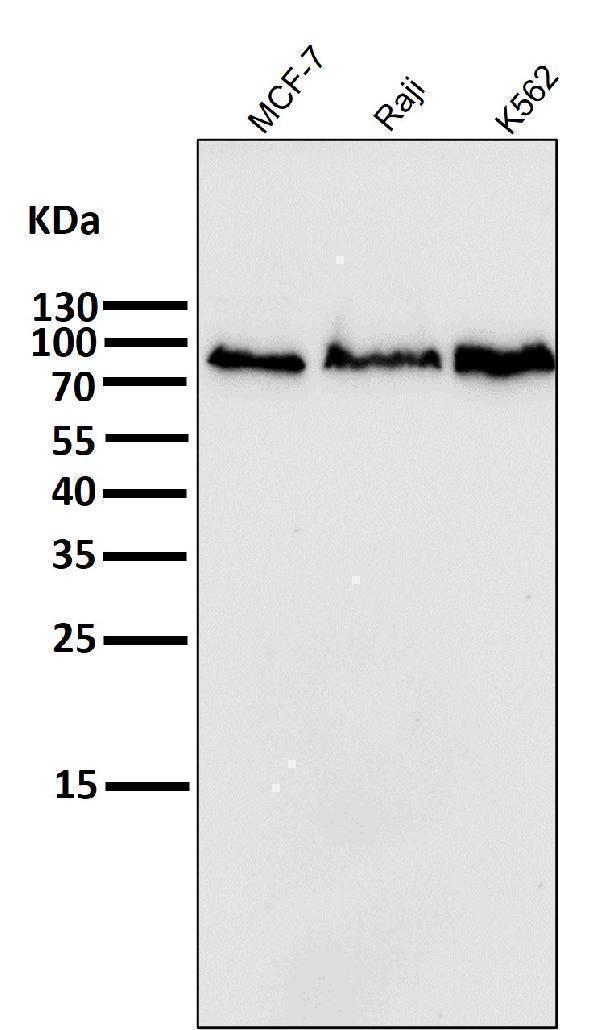 m03363 wb8