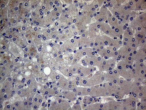 Immunohistochemical staining of paraffin-embedded Human liver tissue within the normal limits using anti-GC mouse monoclonal antibody