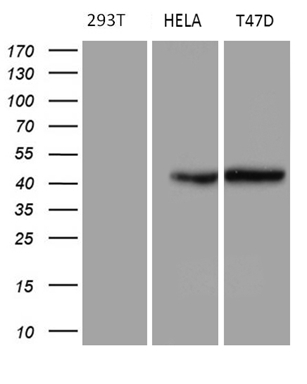 m03364 1 anti vitamin d binding protein gc mouse monoclonal antibody clone id oti2a1 wb testing 2