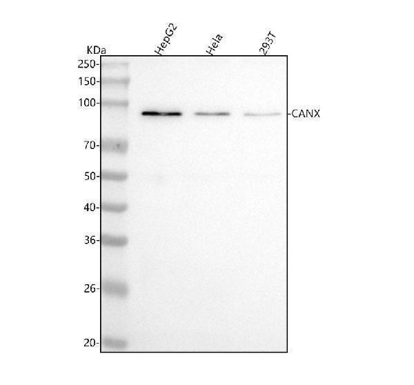  Western blot analysis of CANX using anti-CANX antibody (M03372-1)