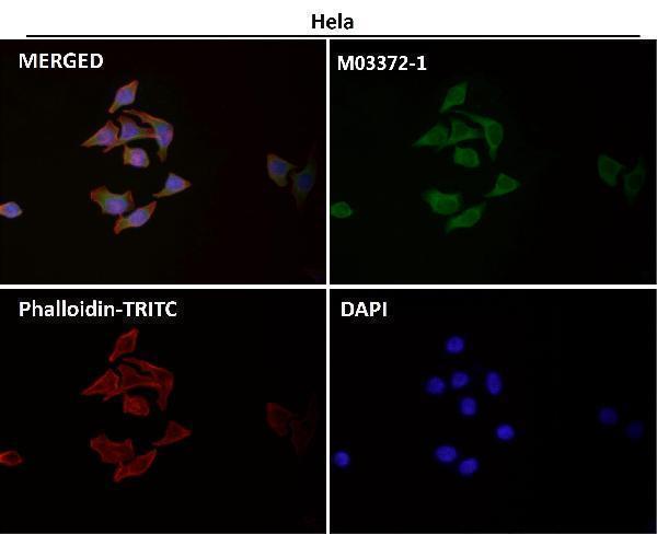 Immunofluorescent analysis using the Antibody at 1:50 dilution