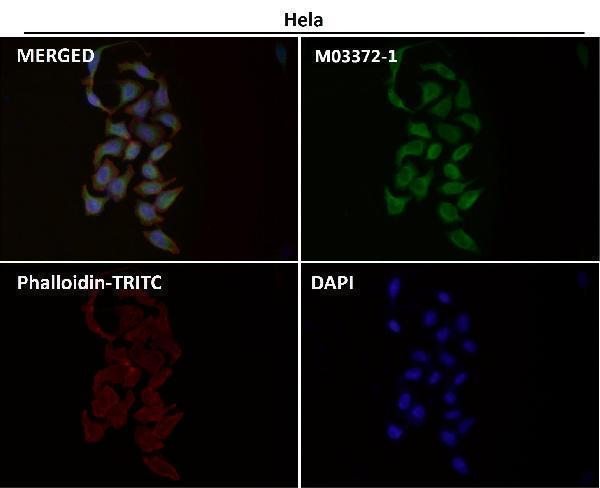 Immunofluorescent analysis using the Antibody at 1:150 dilution