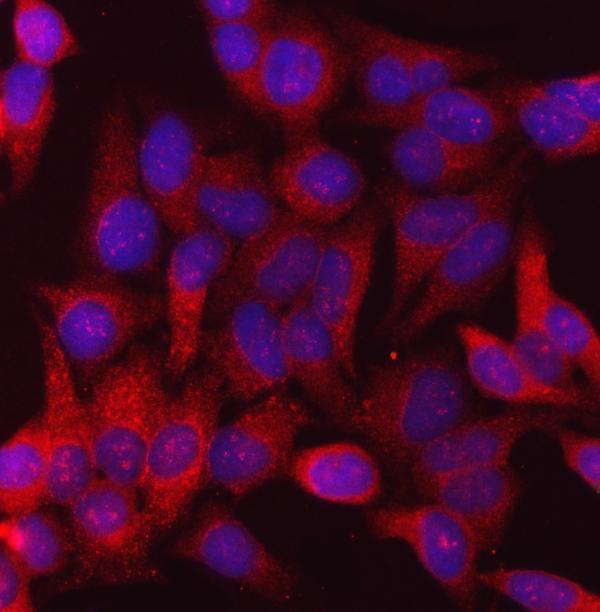 m03372 2 canx primary antibodies if testing 6