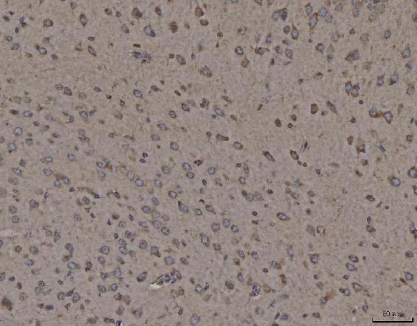 m03372 2 canx primary antibodies ihc testing 4