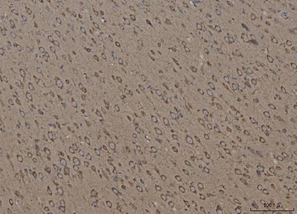 m03372 2 canx primary antibodies ihc testing 5