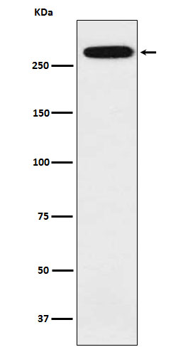Western blot analysis of alpha 1 Spectrin expression in K562 cell lysate.