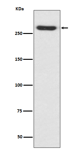 Western blot analysis of NG2 expression in A375 cell lysate