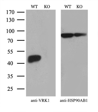Equivalent amounts of cell lysates (10 ug per lane) of wild-type 293T cells (WT) and VRK1-Knockout 293T cells (KO) were separated by SDS-PAGE and immunoblotted with anti-VRK1 monoclonal antibody M03396