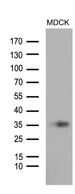 Western blot analysis of extracts (35ug) from MDCK cell line by using anti-STC1 monoclonal antibody