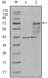 Western Blot analysis using Chitotriosidase Monoclonal Antibody against truncated Trx-CHIT1 recombinant protein (1) and truncated CHIT1 (aa22-466)-hIgGFc transfected CHO-K1 cell lysate (2)