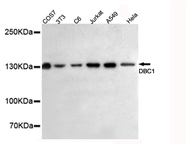 Western blot detection of DBC1 in HeLa,A549,Jurkat,C6,3T3 and COS7 cell lysates using DBC1 mouse mAb (1:500 diluted)