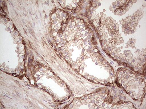 m03415 anti galectin 9 lgals9 mouse monoclonal antibody clone id oti1d12 ihc testing 10