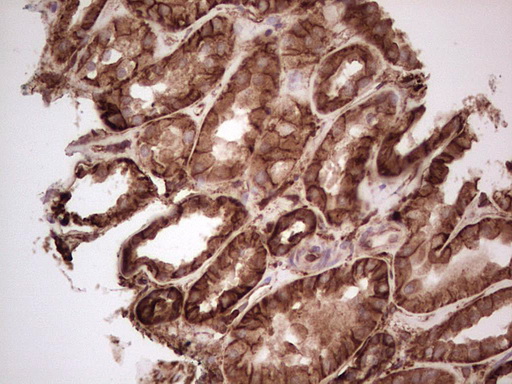 m03415 anti galectin 9 lgals9 mouse monoclonal antibody clone id oti1d12 ihc testing 19