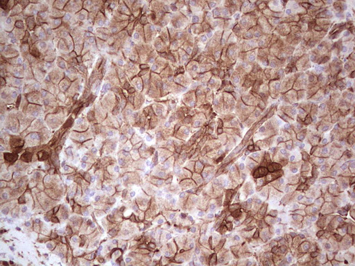 m03415 anti galectin 9 lgals9 mouse monoclonal antibody clone id oti1d12 ihc testing 5