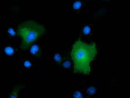 m03417 1 anti pepd mouse monoclonal antibody clone id oti1b7 if testing 11
