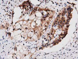 m03417 1 anti pepd mouse monoclonal antibody clone id oti1b7 ihc testing 4