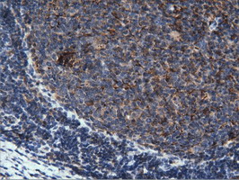 m03417 1 anti pepd mouse monoclonal antibody clone id oti1b7 ihc testing 7