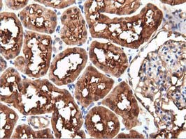 m03417 1 anti pepd mouse monoclonal antibody clone id oti1b7 ihc testing 8