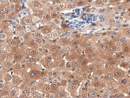 m03417 1 anti pepd mouse monoclonal antibody clone id oti1b7 ihc testing 9