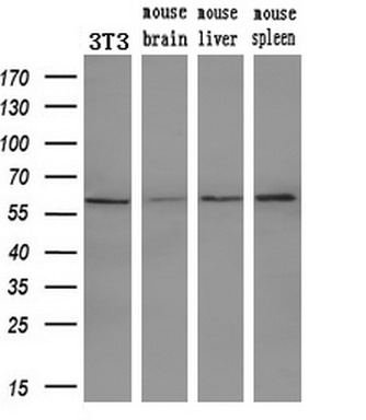 Western blot analysis of extracts (10ug) from a mouse cell line and 3 different mouse tissues by using anti-PEPD monoclonal antibody (1:200)