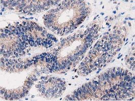 m03417 anti pepd mouse monoclonal antibody clone id oti5d5 ihc testing 4