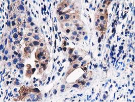 m03417 anti pepd mouse monoclonal antibody clone id oti5d5 ihc testing 6