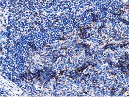 m03417 anti pepd mouse monoclonal antibody clone id oti5d5 ihc testing 7