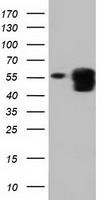 m03417 anti pepd mouse monoclonal antibody clone id oti5d5 wb testing 1
