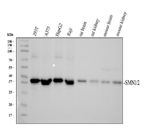 m03420 1 smn1 primary antibodies wb testing 1