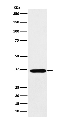 m03420 2 wb