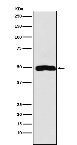 m03423 1 wb
