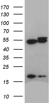 m03423 anti arp3 actr3 mouse monoclonal antibody clone id oti5g4 wb testing 1