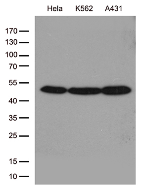 m03423 anti arp3 actr3 mouse monoclonal antibody clone id oti5g4 wb testing 2