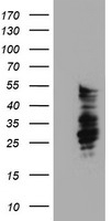 m03427 anti serpinb2 mouse monoclonal antibody clone id oti1f6 wb testing 1