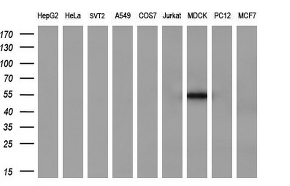 m03427 anti serpinb2 mouse monoclonal antibody clone id oti1f6 wb testing 2
