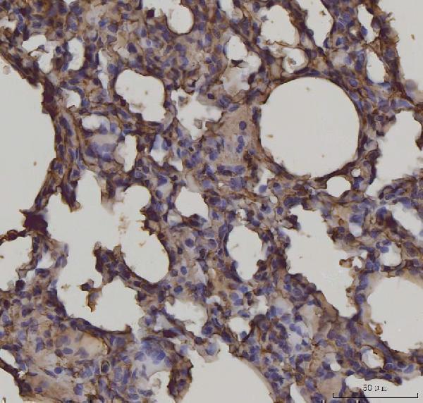m03438 2 ager primary antibodies ihc testing 3