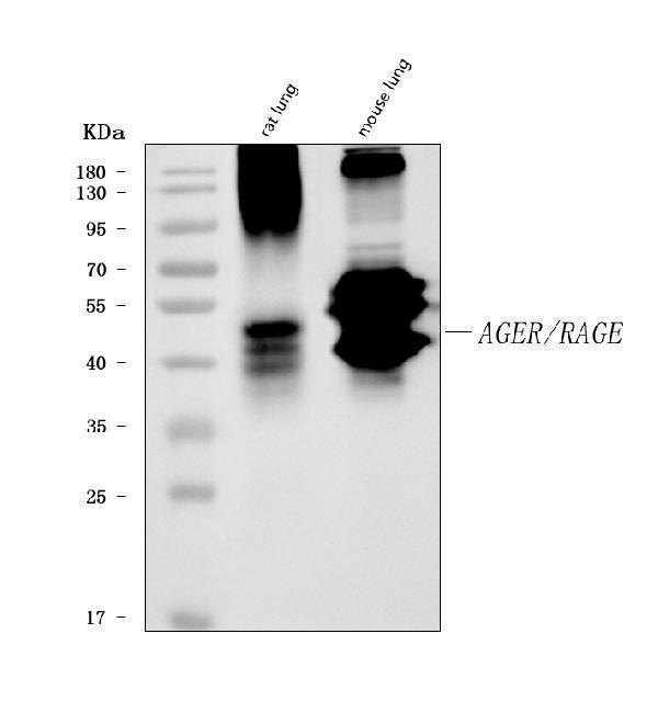 m03438 2 ager primary antibodies wb testing 1