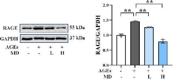 Western blotting results of RAGE in osteoblasts (n = 3)