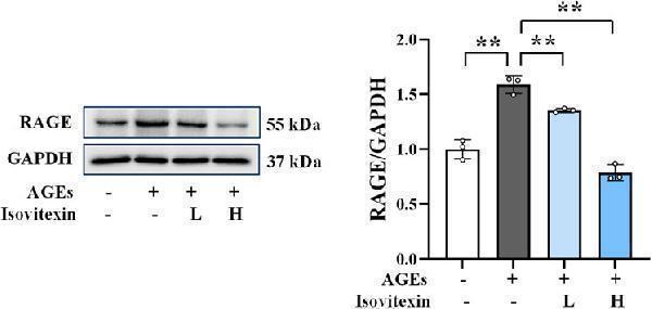 Western blotting results of RAGE in osteoblasts (n = 3)