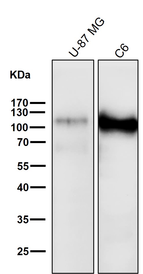 All lanes use the Antibody at 1:3K dilution for 1 hour at room temperature