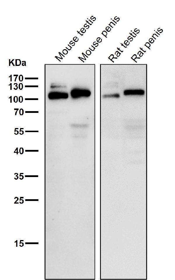 All lanes use the Antibody at 1:3K dilution for 1 hour at room temperature