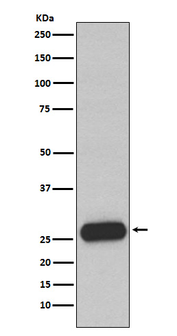 Western blot analysis of Mast Cell Chymase expression in Human small intestine lysate