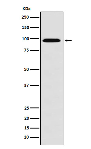 Western blot analysis of RanBP9 expression in HeLa cell lysate