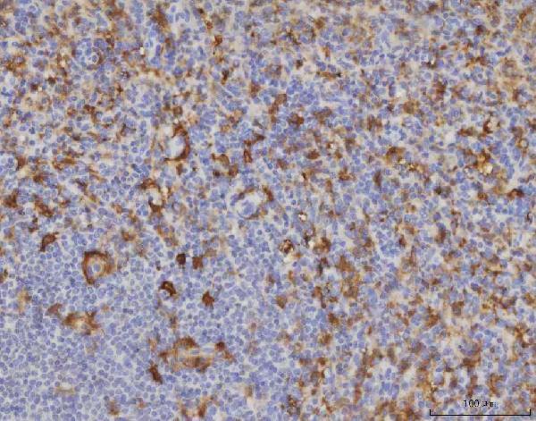 m03449 me1 primary antibodies ihc testing 3