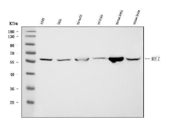 m03449 me1 primary antibodies wb testing 1