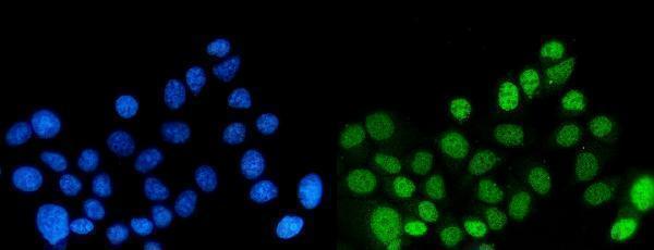 m03454 1 dynll1 primary antibodies if testing 4