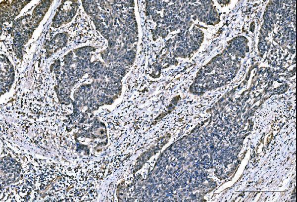  IHC analysis of DYNLL1/PIN using anti-DYNLL1/PIN antibody (M03454-1)