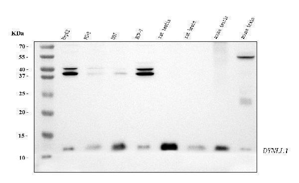  Western blot analysis of DYNLL1/PIN using anti-DYNLL1/PIN antibody (M03454-1)