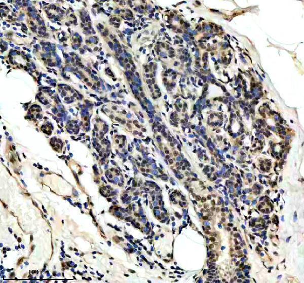 m03454 dyn1l1 primary antibodies ihc testing 7