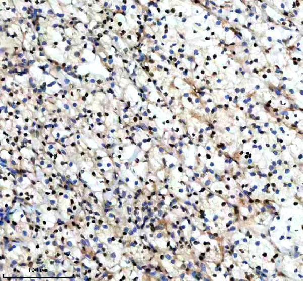 m03454 dyn1l1 primary antibodies ihc testing 9